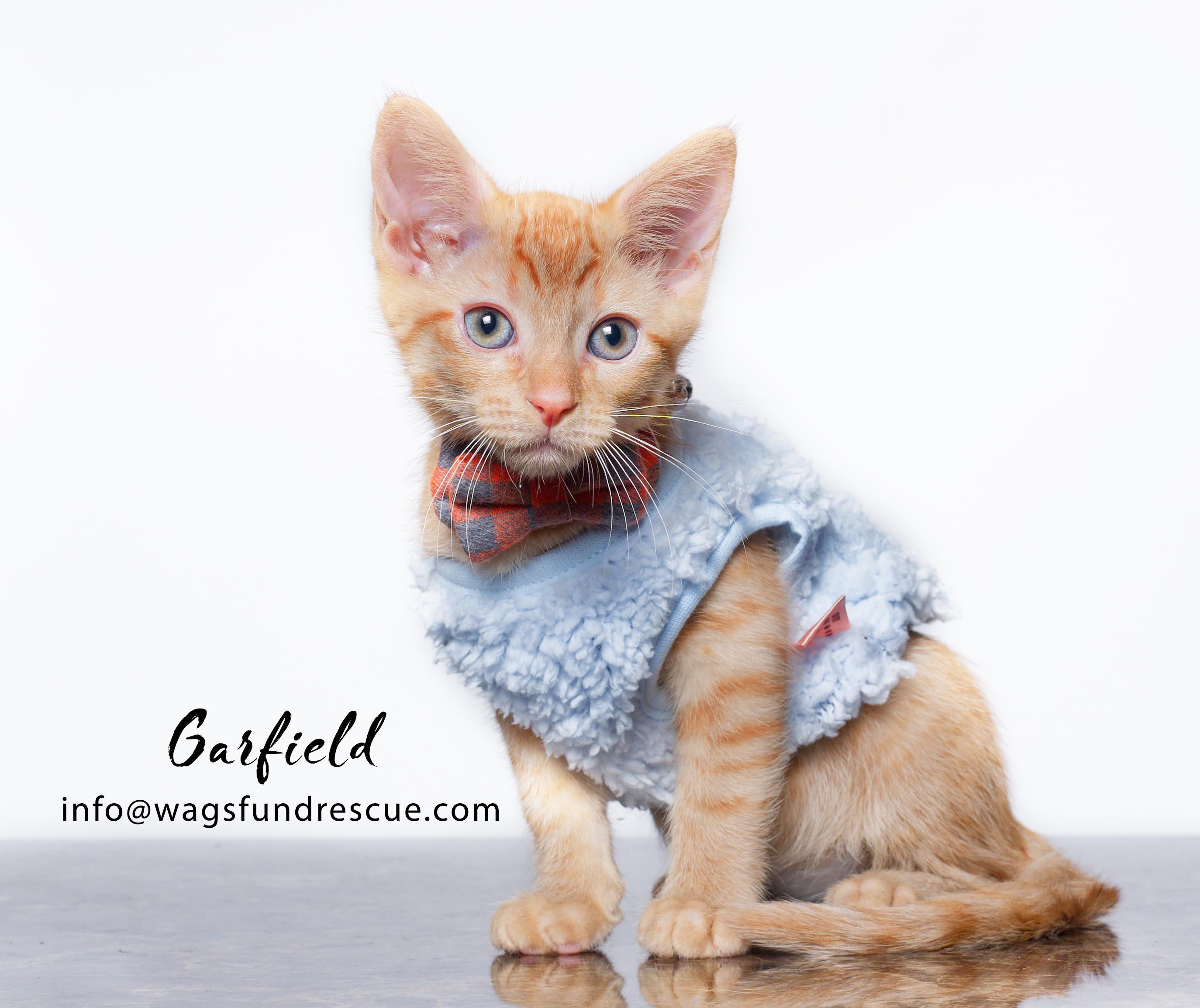 Garfield, a Adoptable mixed breed in Houston, TX image 2/3