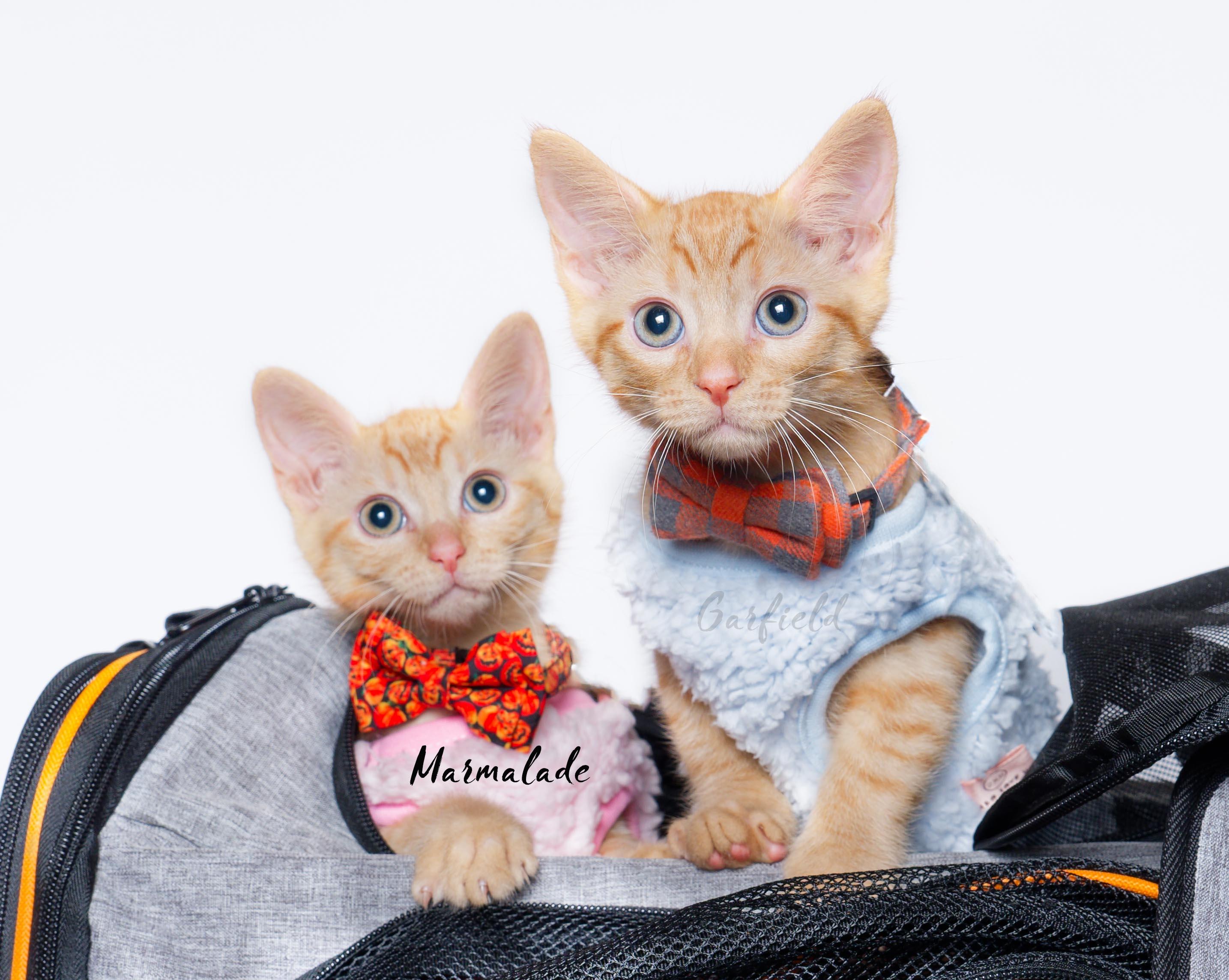 Garfield, a Adoptable mixed breed in Houston, TX image 3/3