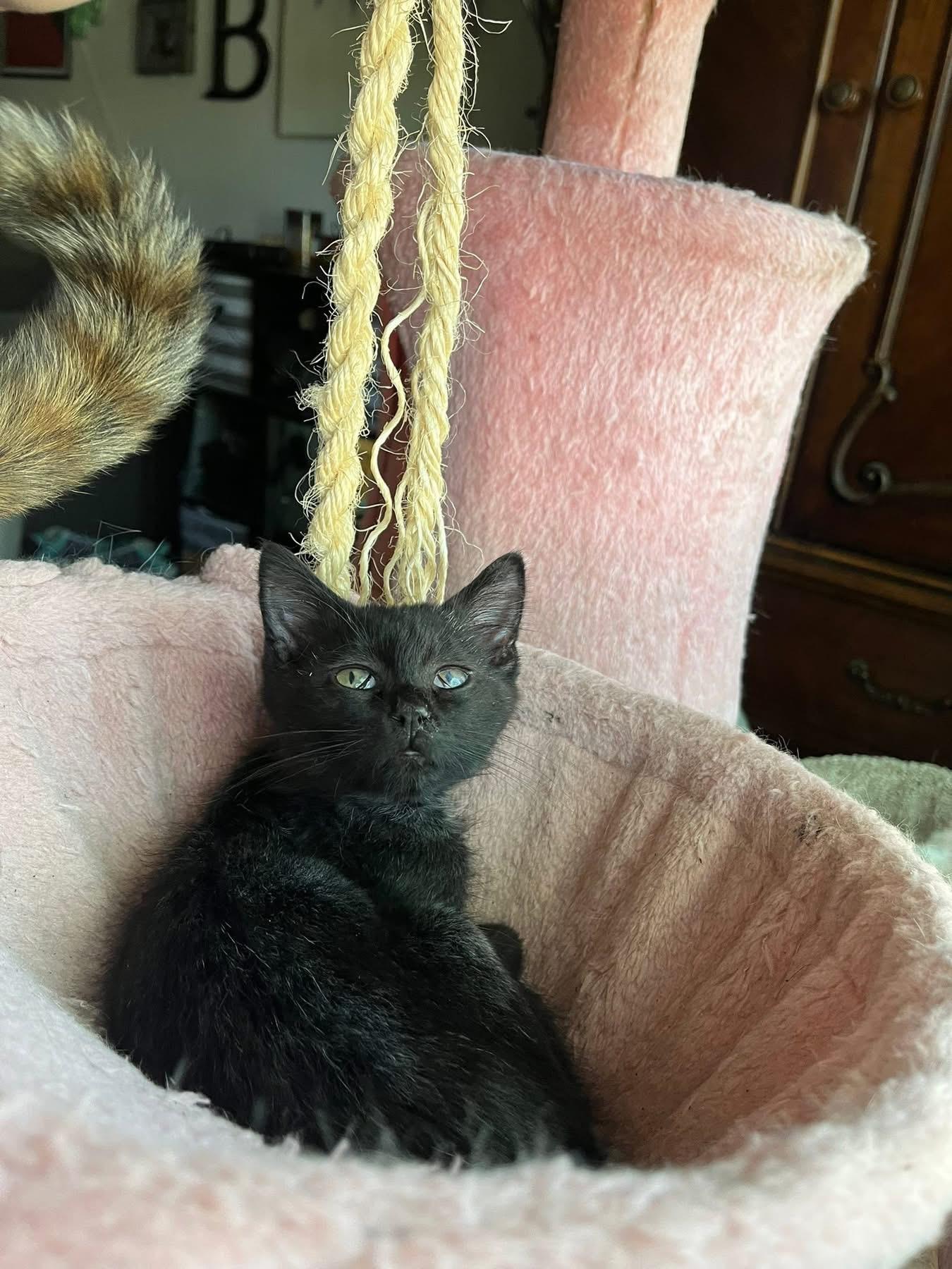 Rocky, Adoptable, Young Male Domestic Short Hair.