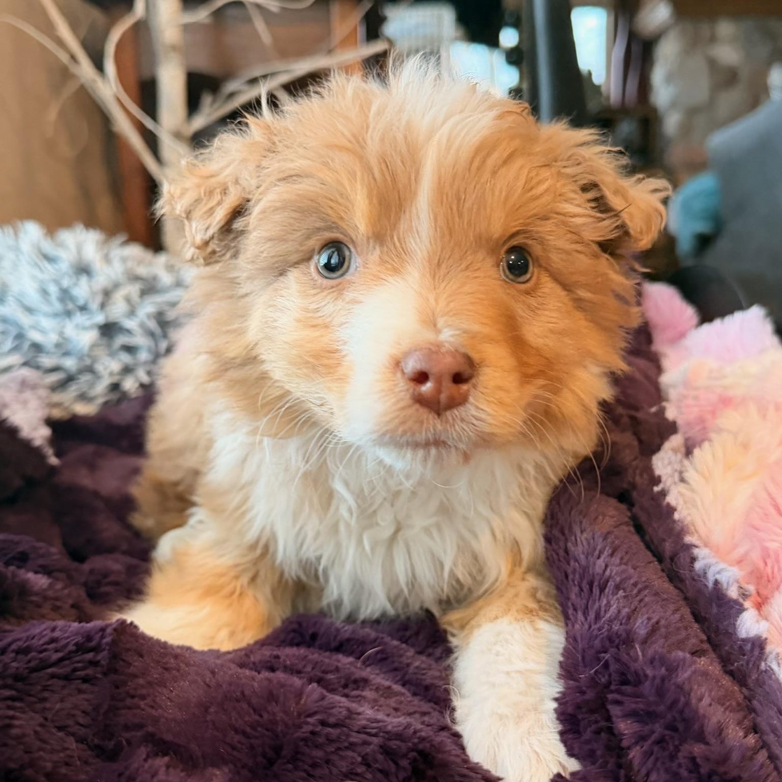 Mason, ADOPTABLE, Puppy Male Australian Shepherd.