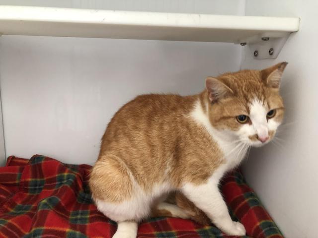 Finn, Adoptable, Adult Male Domestic Short Hair.