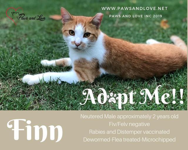 Enlarge Finn, a Adoptable mixed breed in Washington, NC image 2/3