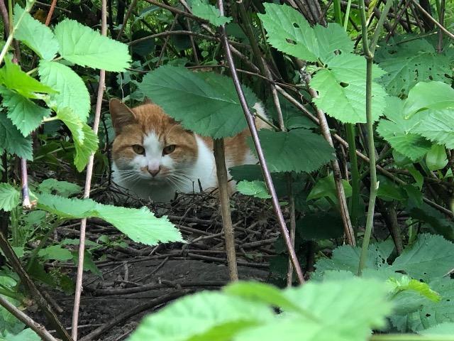 Enlarge Finn, a Adoptable mixed breed in Washington, NC image 3/3
