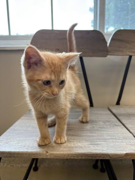Hera, an adopted Domestic Short Hair in Little Falls, MN image 2/2