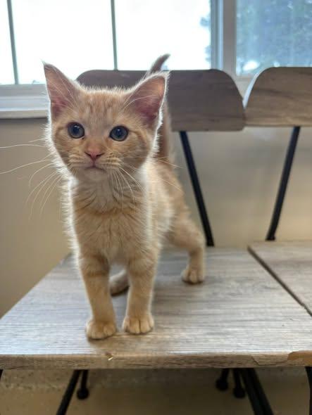 Hera, an adopted Domestic Short Hair in Little Falls, MN image 1/2