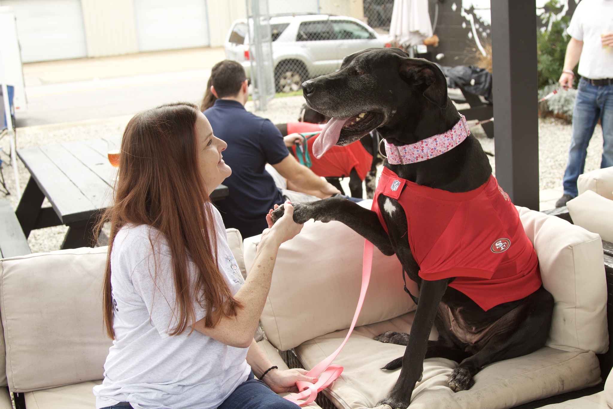Jersey, a Adoptable Great Dane in Pensacola, FL image 4/6