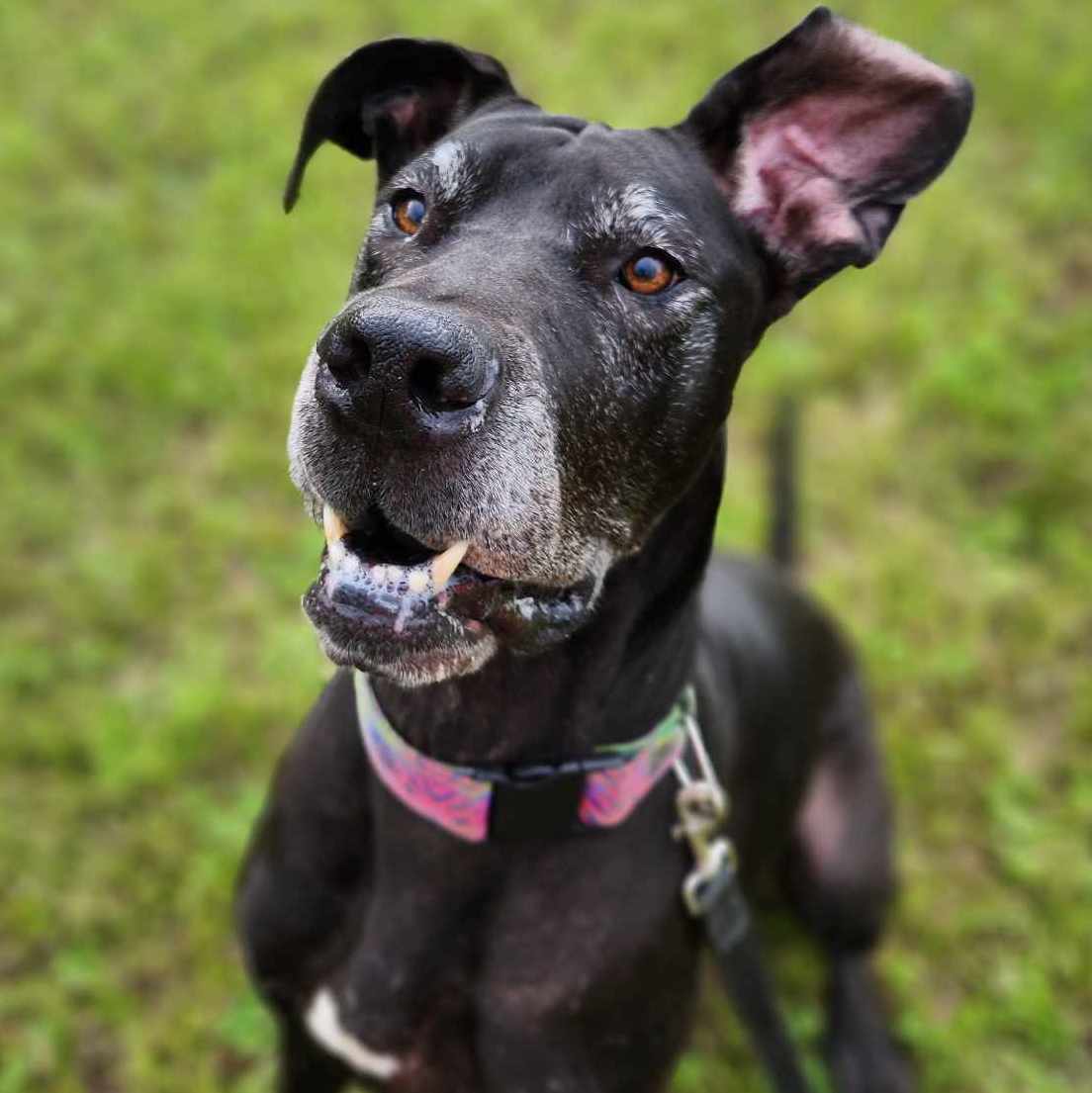 Jersey, Adoptable, Senior Female Great Dane.