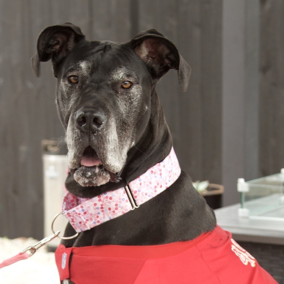 Jersey, a Adoptable Great Dane in Pensacola, FL image 2/6