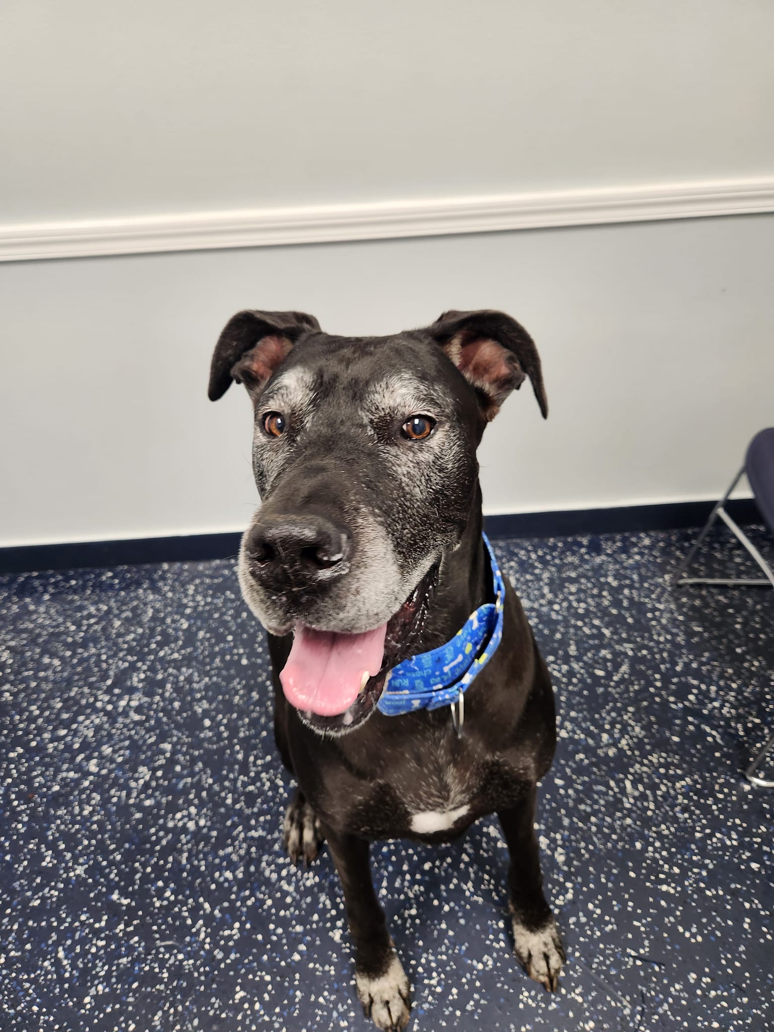 Jersey, a Adoptable Great Dane in Pensacola, FL image 6/6