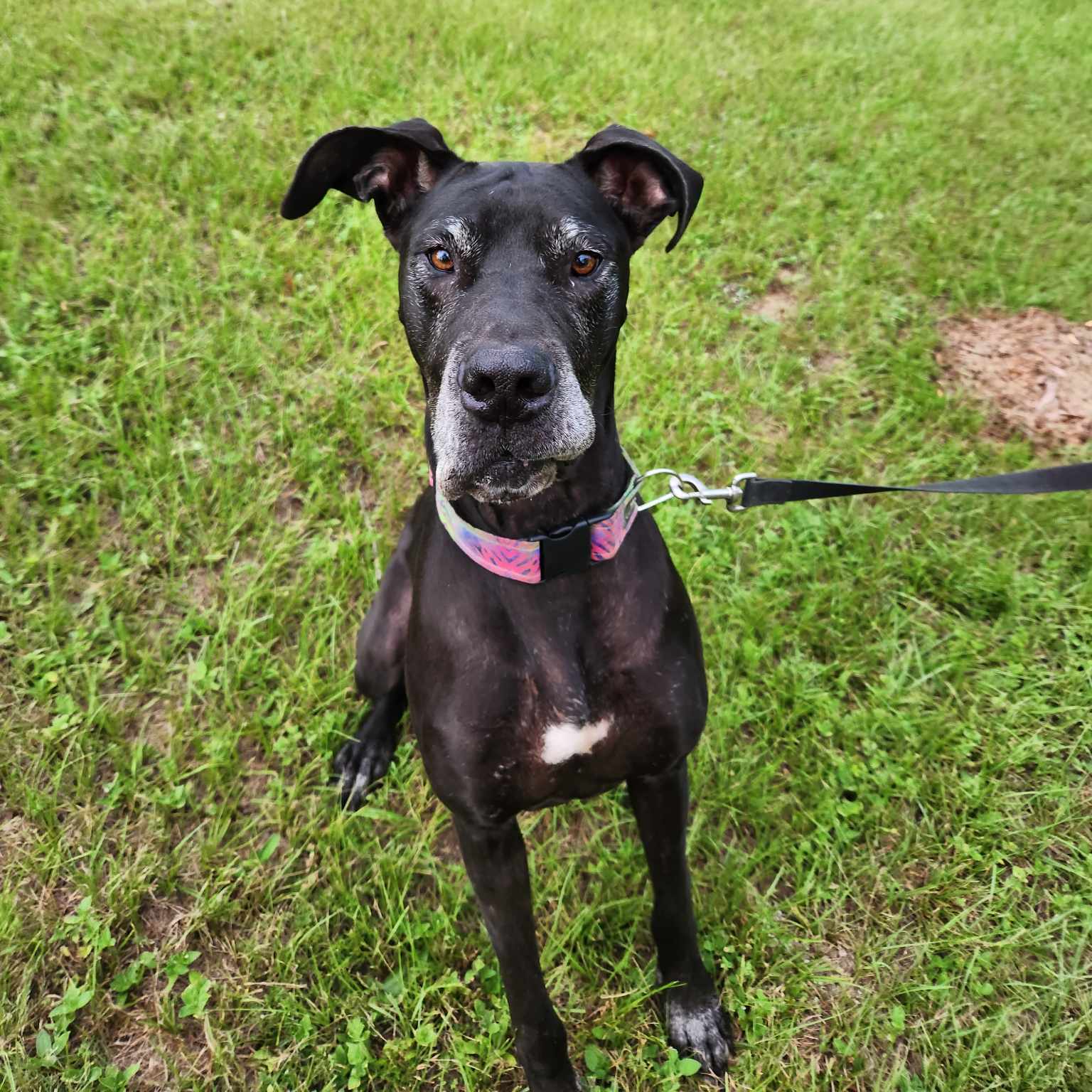 Jersey, a Adoptable Great Dane in Pensacola, FL image 5/6