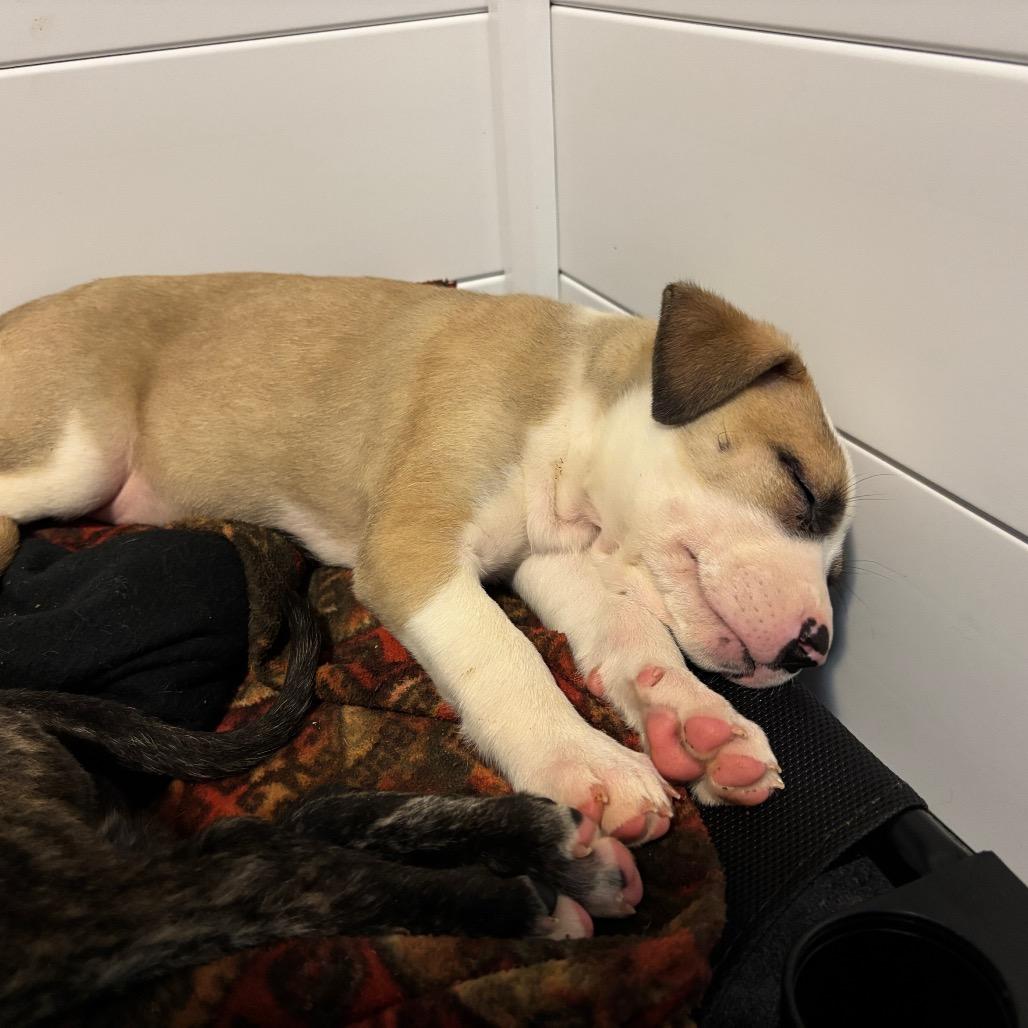 Enlarge Cera, a Adoptable mixed breed in Brainerd, MN image 2/6