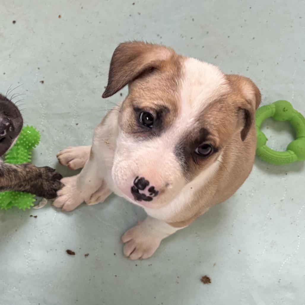 Enlarge Cera, a Adoptable mixed breed in Brainerd, MN image 3/6
