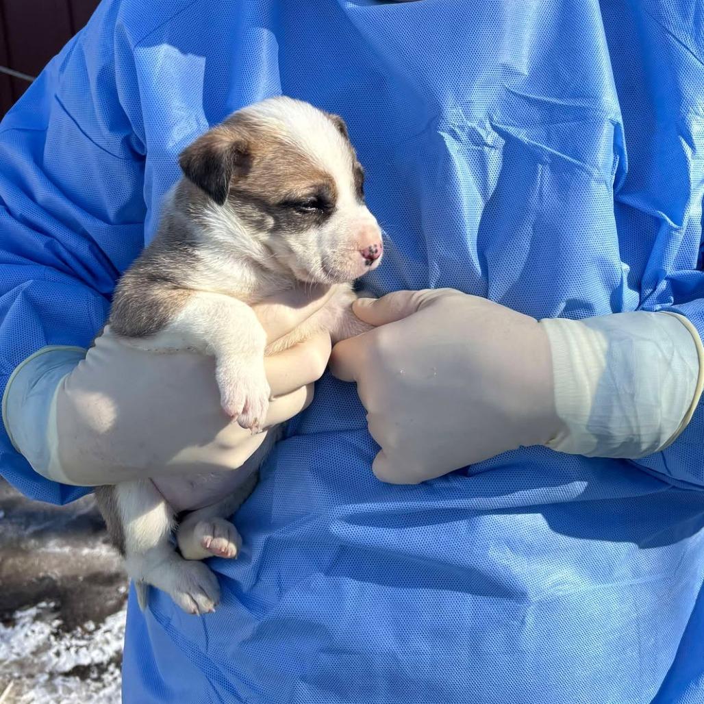 Enlarge Cera, a Adoptable mixed breed in Brainerd, MN image 4/6