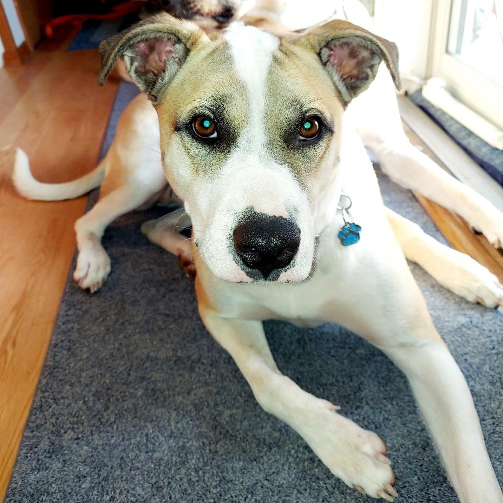 Enlarge Cera, a Adoptable mixed breed in Brainerd, MN image 1/6