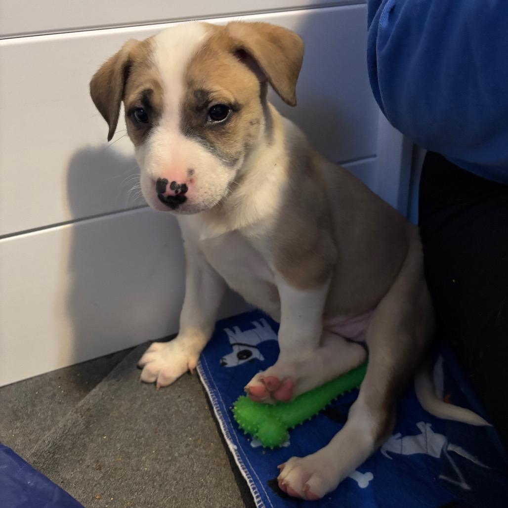 Enlarge Cera, a Adoptable mixed breed in Brainerd, MN image 6/6