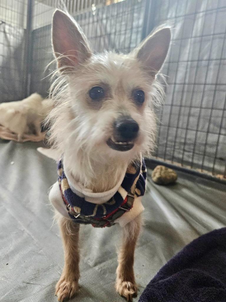 Enlarge Lou, a Adoptable mixed breed in Thompson Falls, MT image 1/6