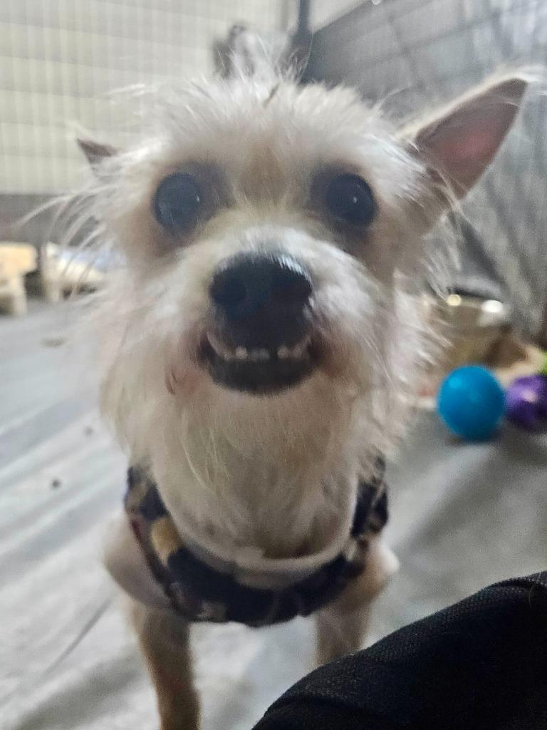 Enlarge Lou, a Adoptable mixed breed in Thompson Falls, MT image 2/6