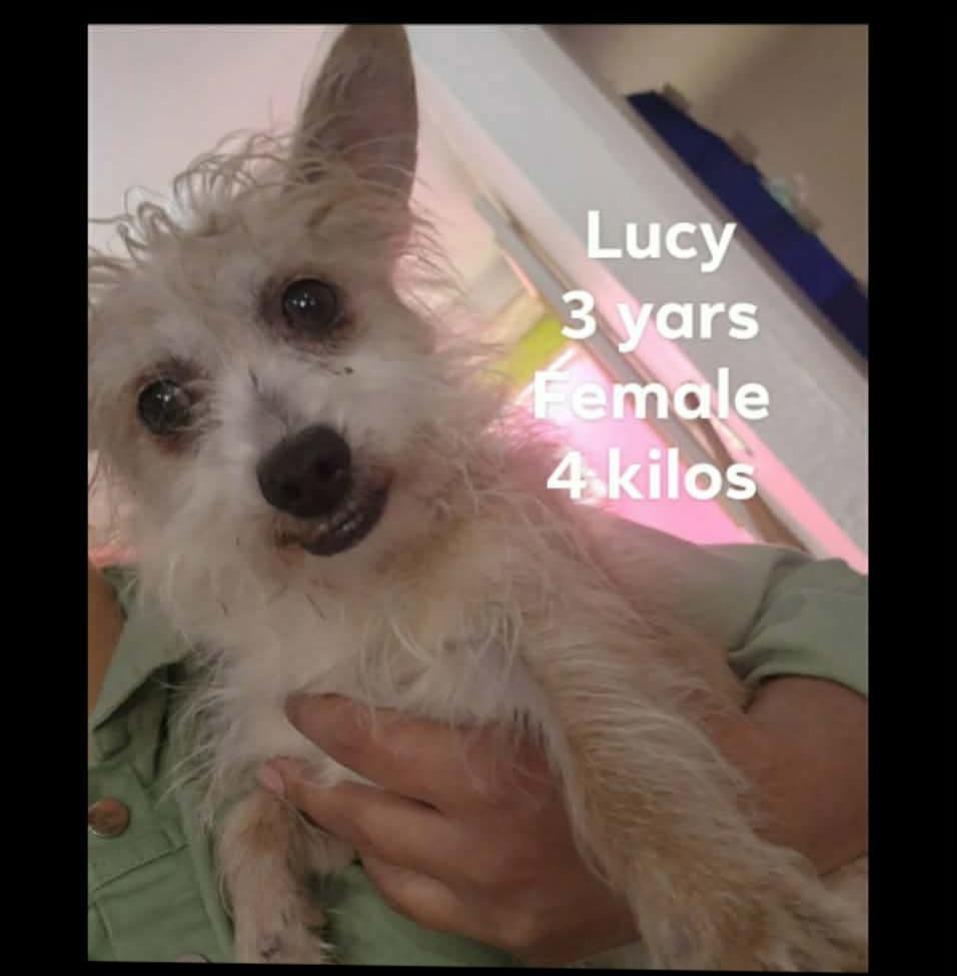 Enlarge Lou, a Adoptable mixed breed in Thompson Falls, MT image 3/6