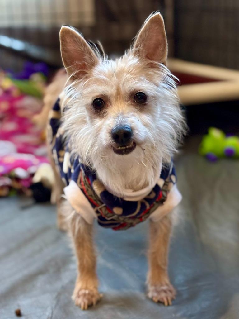 Enlarge Lou, a Adoptable mixed breed in Thompson Falls, MT image 4/6