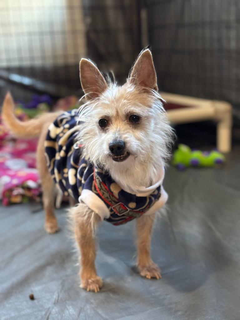 Enlarge Lou, a Adoptable mixed breed in Thompson Falls, MT image 5/6