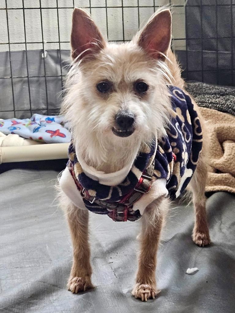 Enlarge Lou, a Adoptable mixed breed in Thompson Falls, MT image 6/6