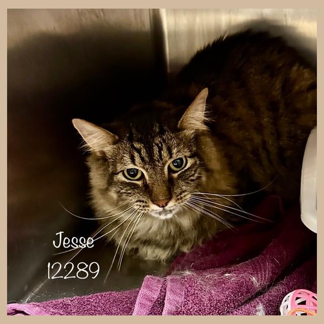 JESSE