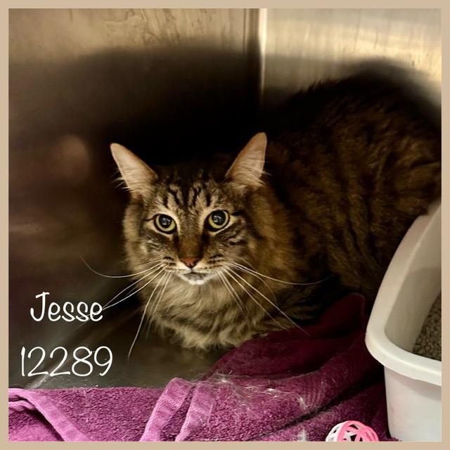 JESSE