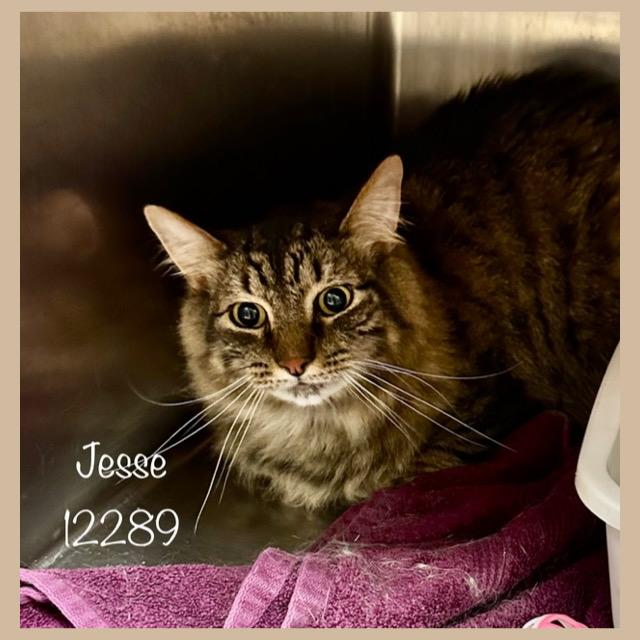 JESSE