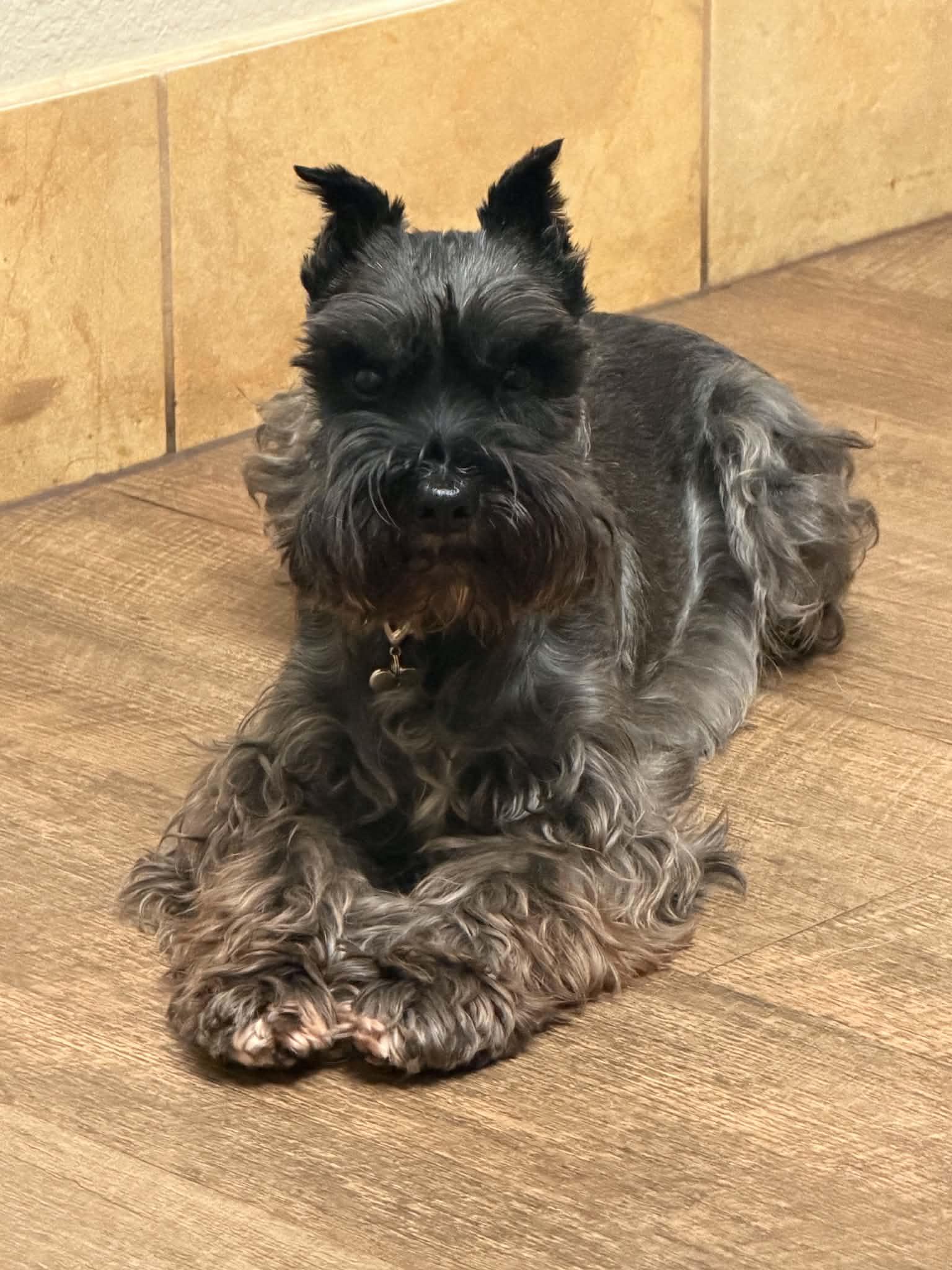 Enlarge Rain - Josie McNeil, an adopted Miniature Schnauzer in Azle, TX image 3/4