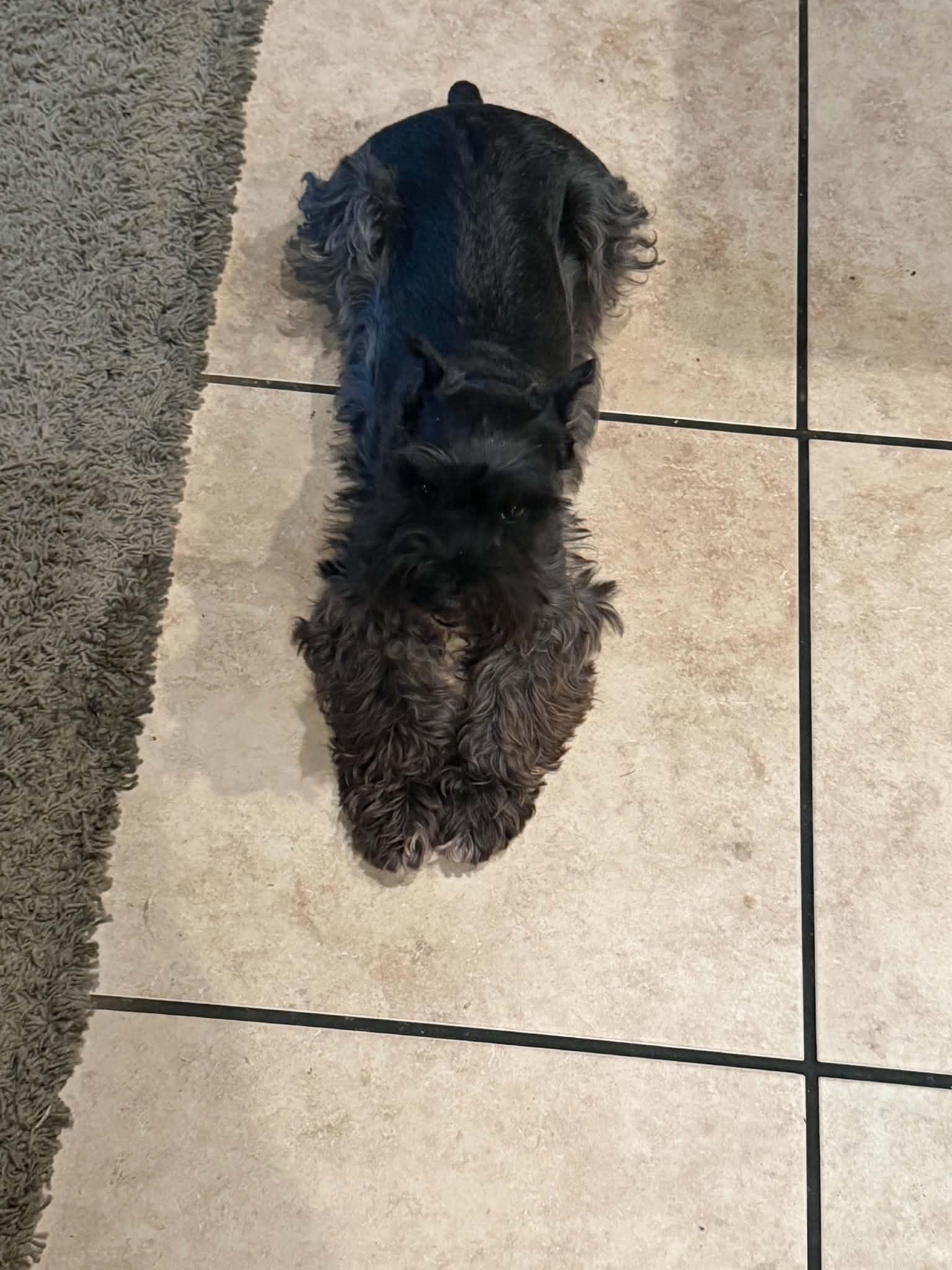 Enlarge Rain - Josie McNeil, an adopted Miniature Schnauzer in Azle, TX image 4/4