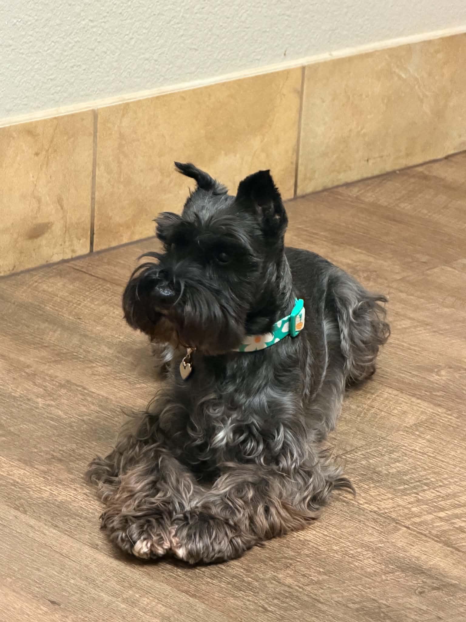 Enlarge Rain - Josie McNeil, an adopted Miniature Schnauzer in Azle, TX image 1/4