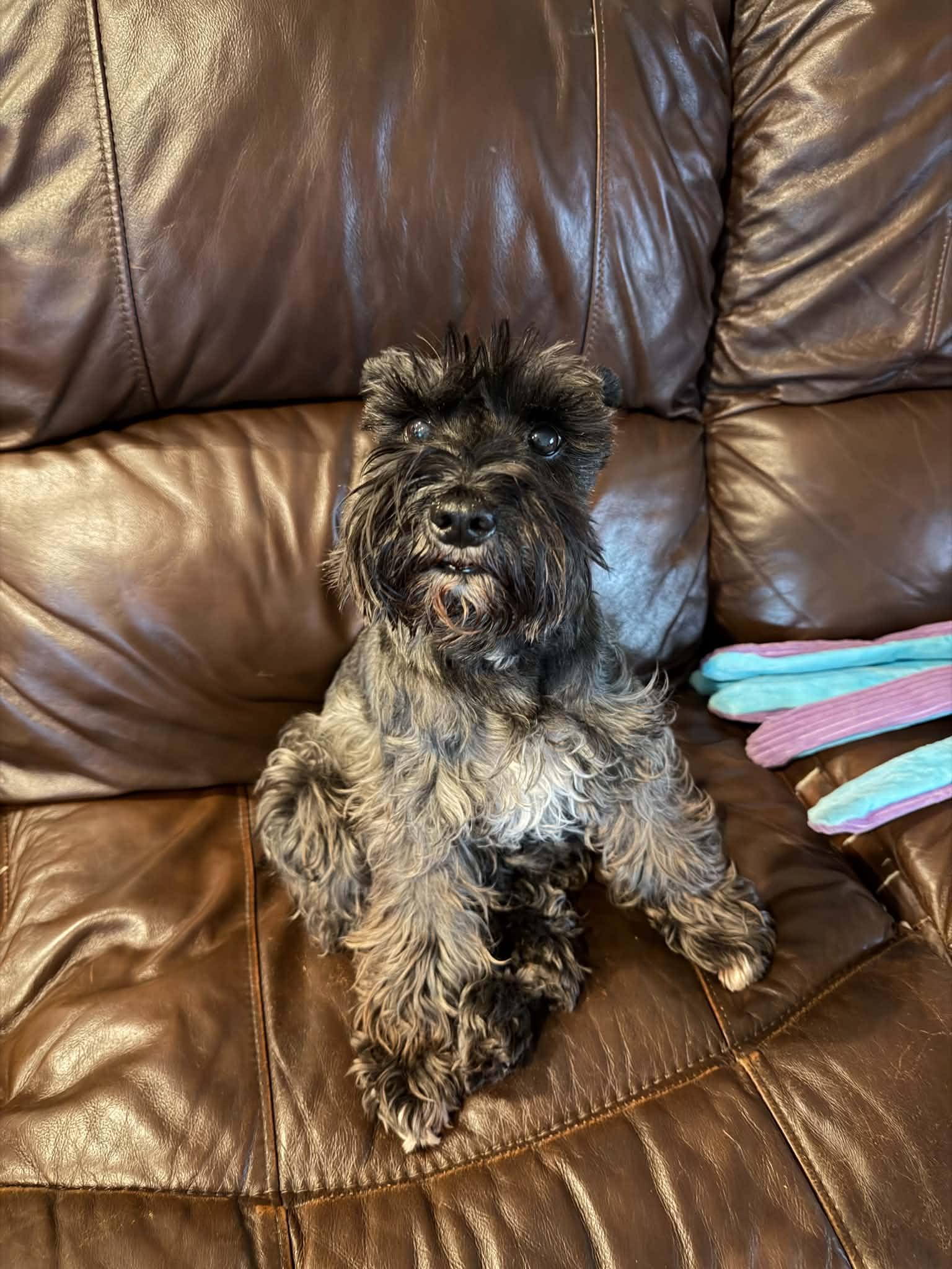 Enlarge Rain - Josie McNeil, an adopted Miniature Schnauzer in Azle, TX image 2/4