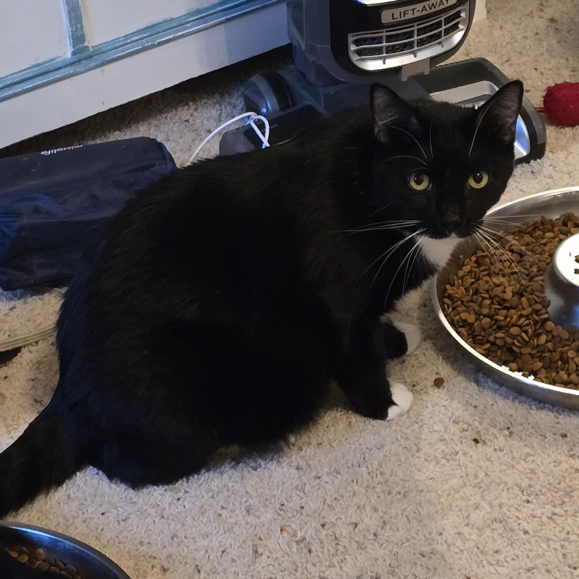 Poseidon, an adoptable Domestic Short Hair in Lacey, WA image 4/4