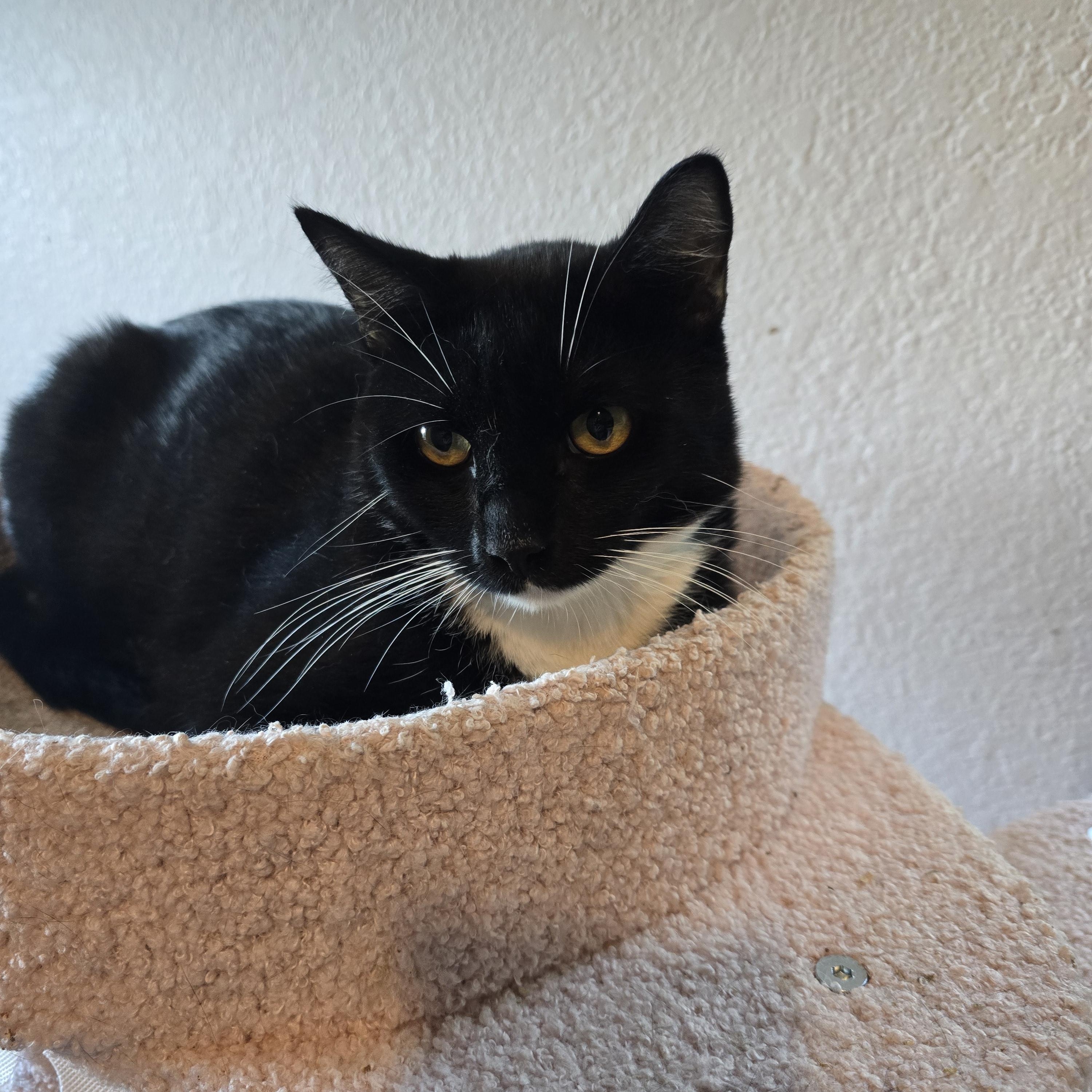 Enlarge Poseidon, an adoptable Domestic Short Hair in Lacey, WA image 2/2