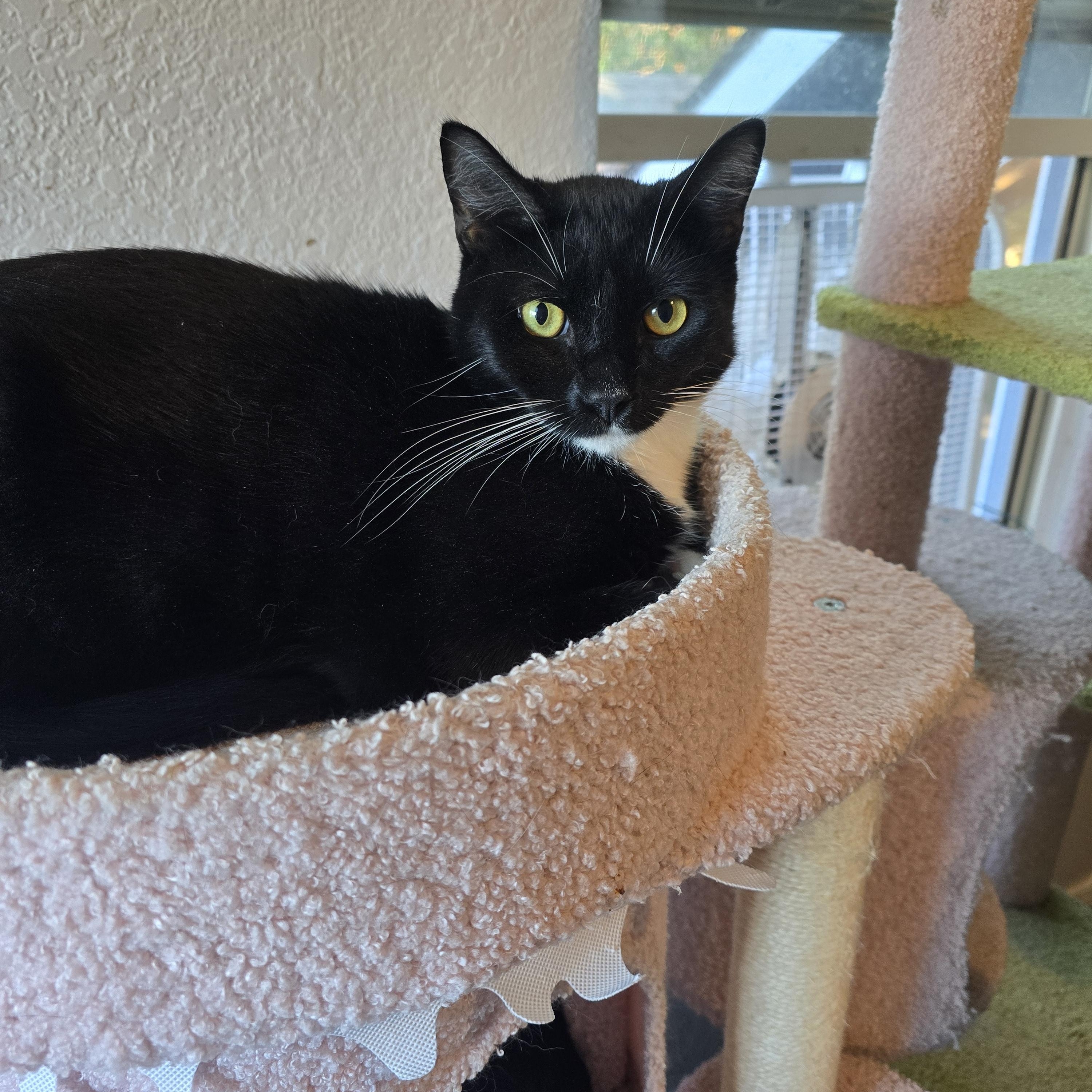 Poseidon, Adoptable, Adult Male Domestic Short Hair.