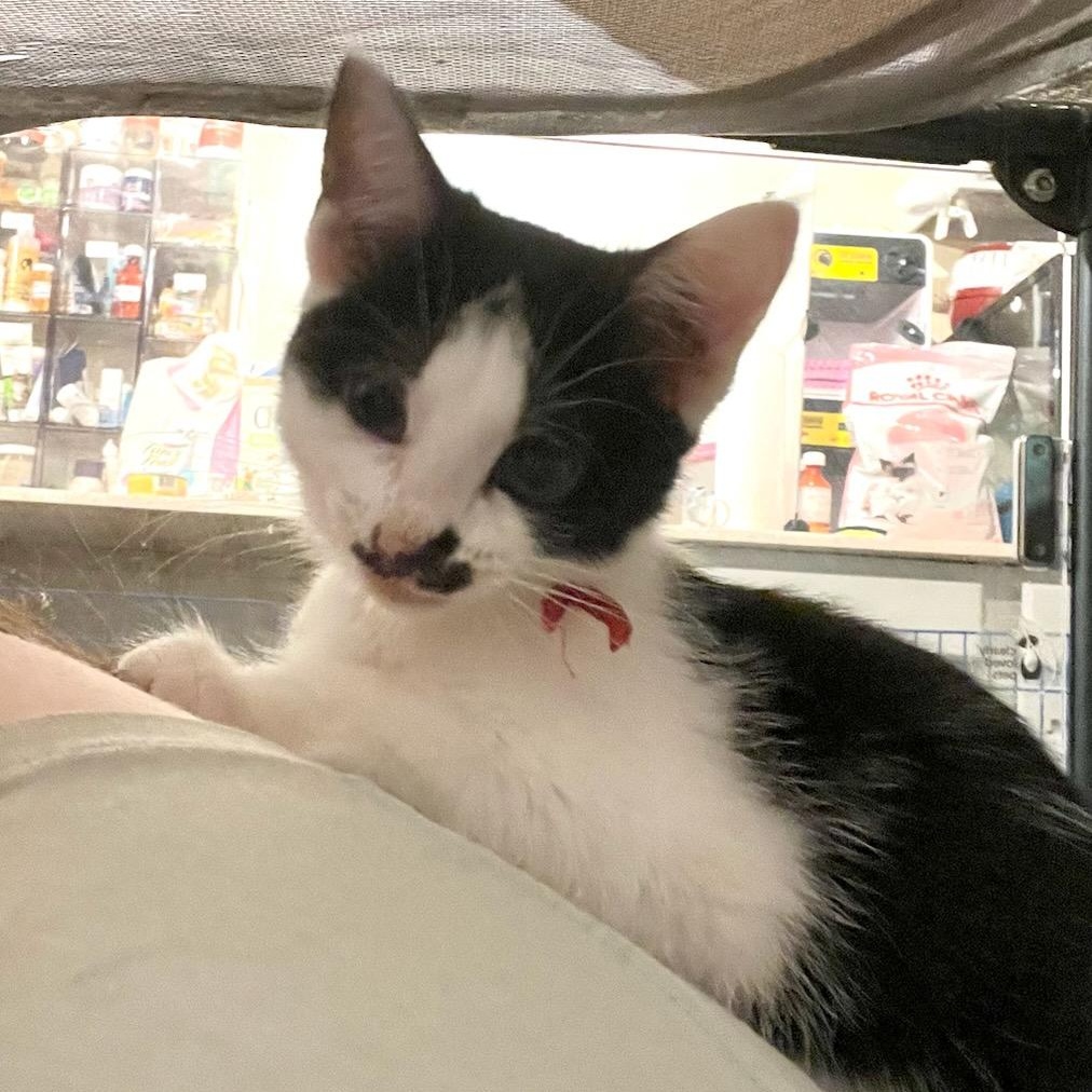 Echo, ADOPTABLE, Kitten Male Tuxedo.