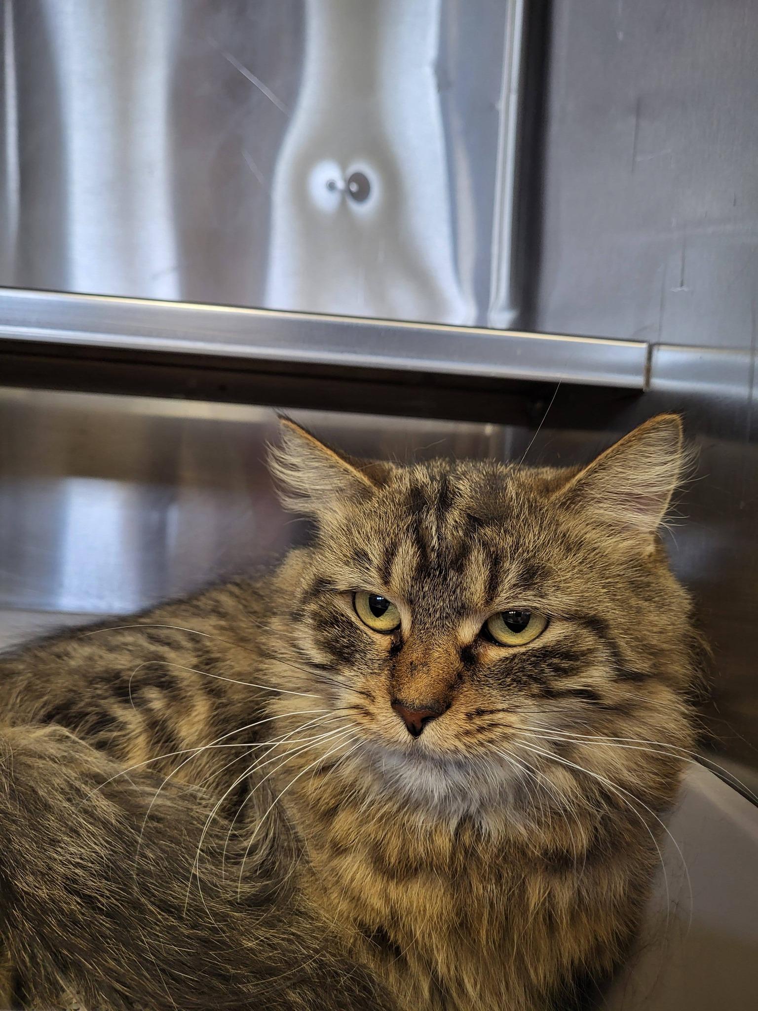 Enlarge Mitts, an adopted mixed breed in Chilton, WI image 4/4