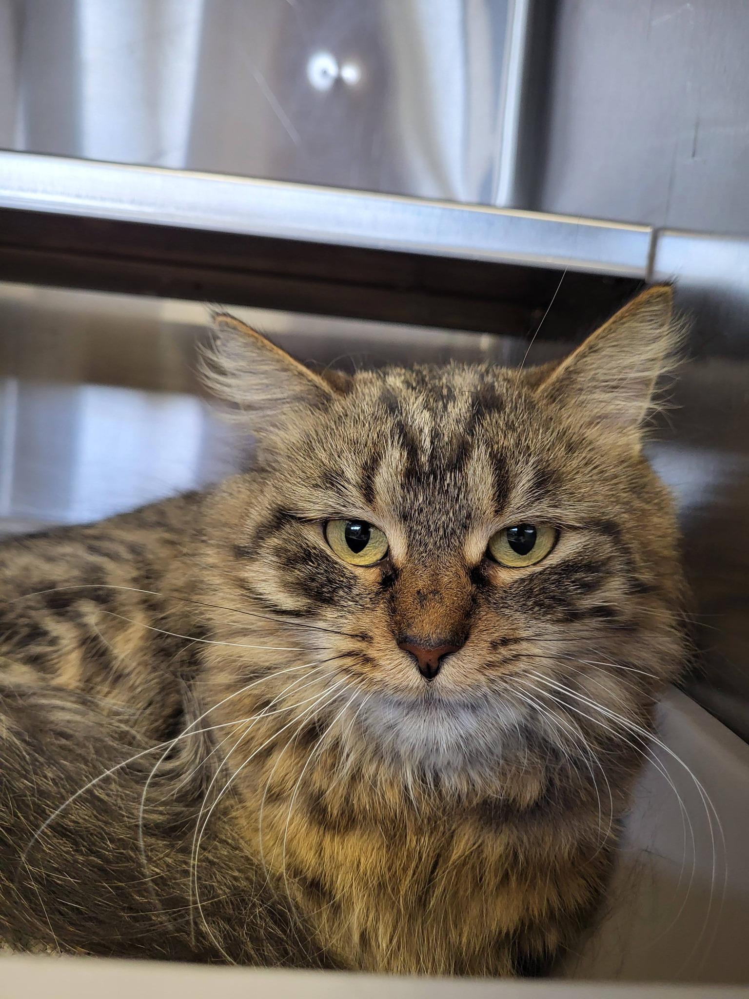 Mitts, adopted, Adult Female Domestic Medium Hair.