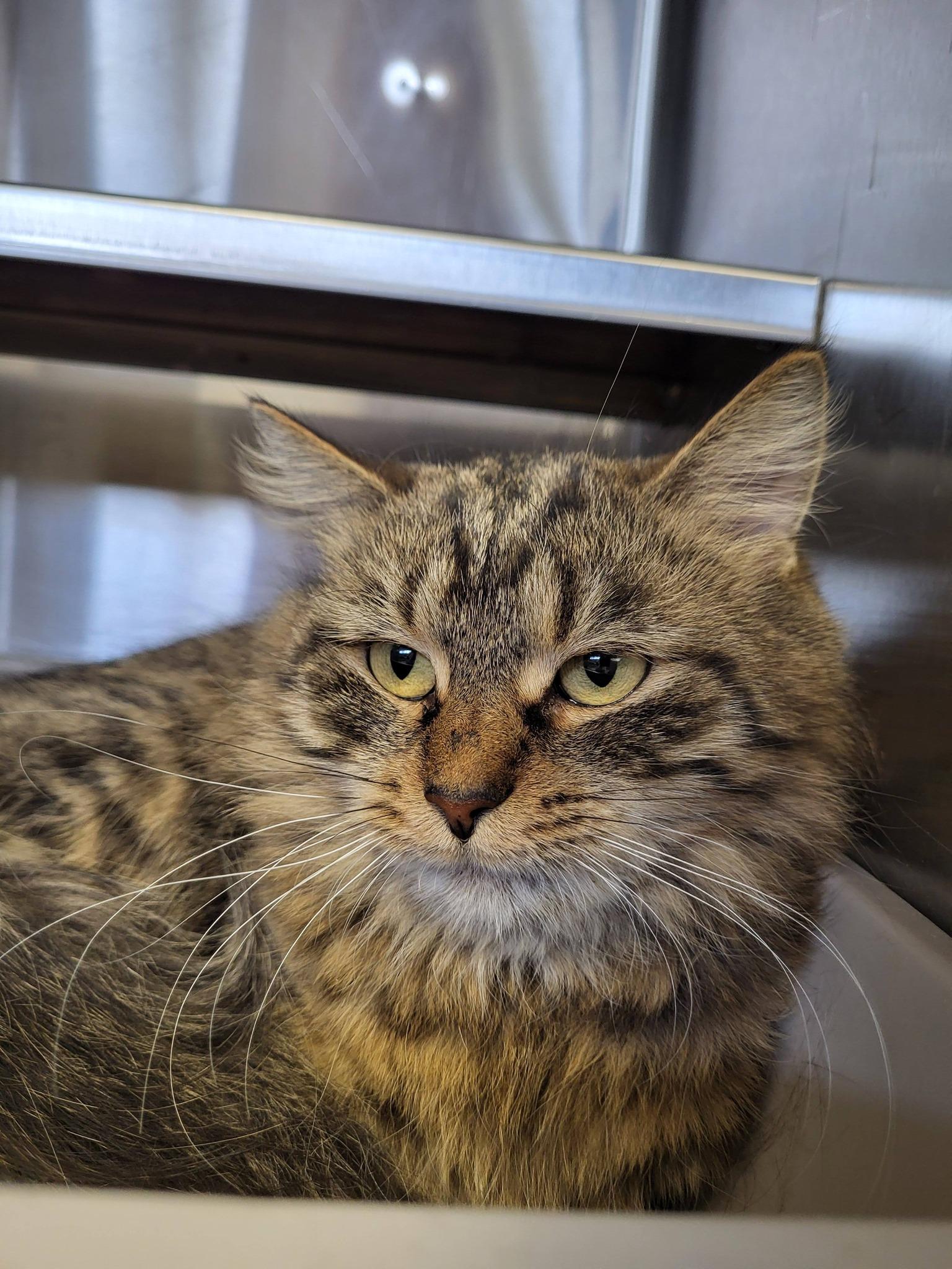 Enlarge Mitts, an adopted mixed breed in Chilton, WI image 2/4