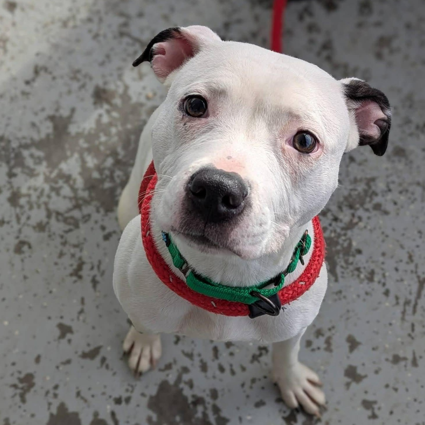 Pearl, ADOPTABLE, Young Female Terrier.