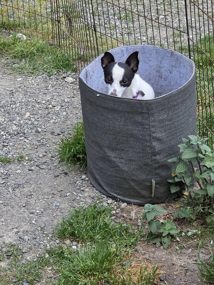 Enlarge Milo, a Adoptable mixed breed in Bellingham, WA image 1/3
