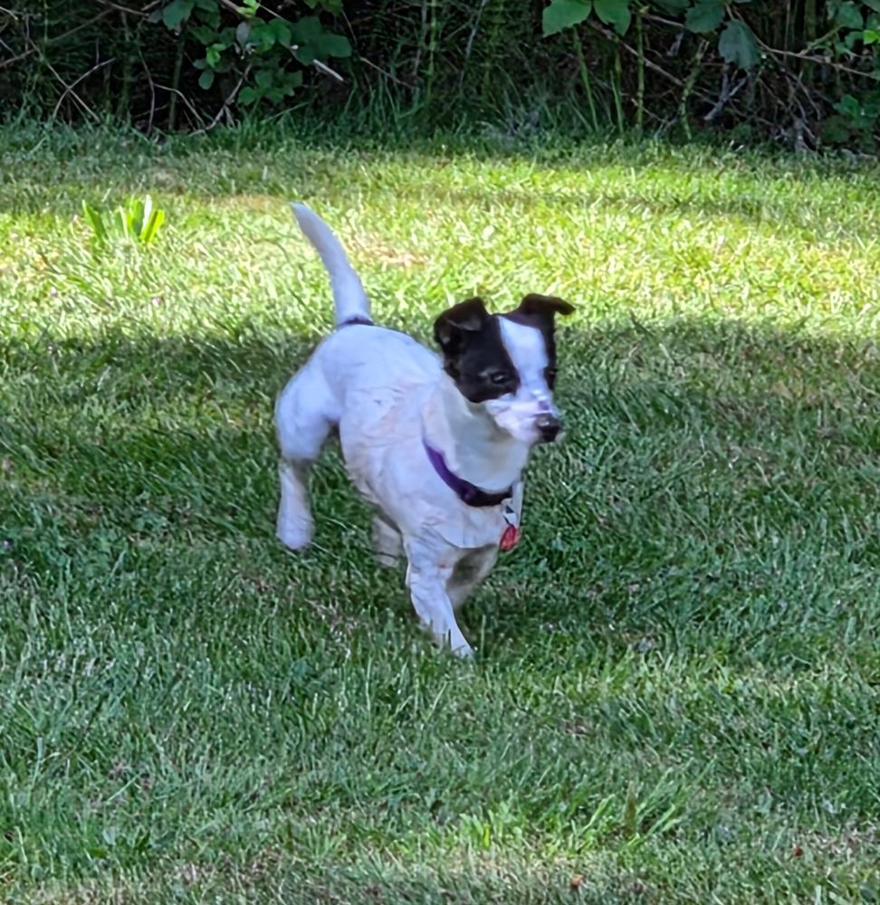 Enlarge Milo, a Adoptable mixed breed in Bellingham, WA image 2/3