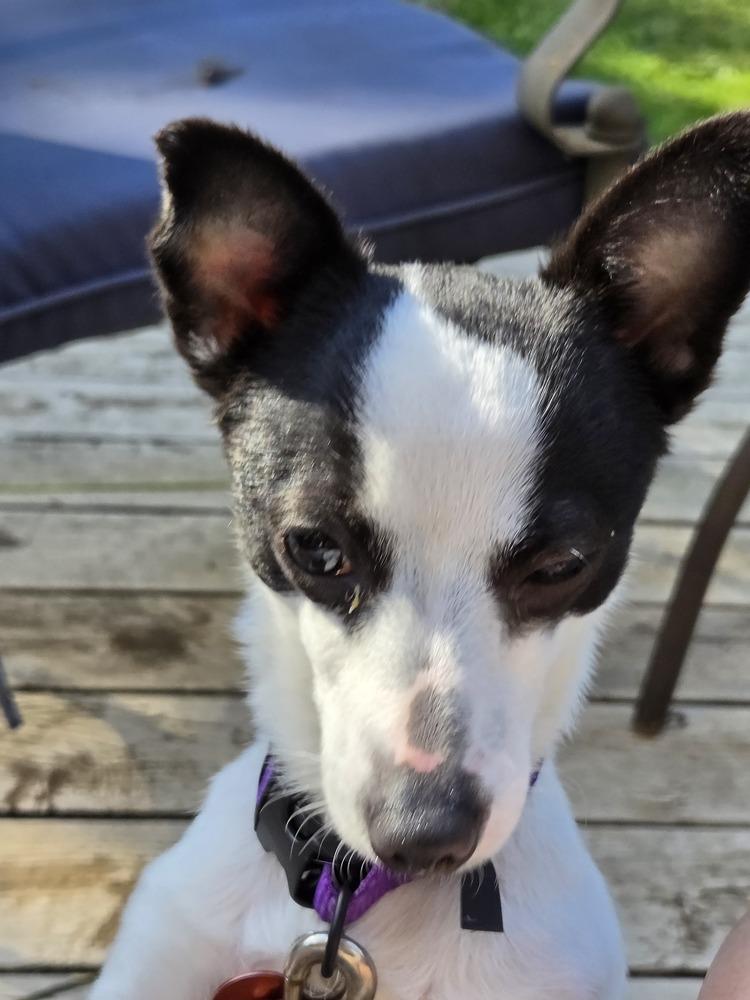 Enlarge Milo, a Adoptable mixed breed in Bellingham, WA image 3/3