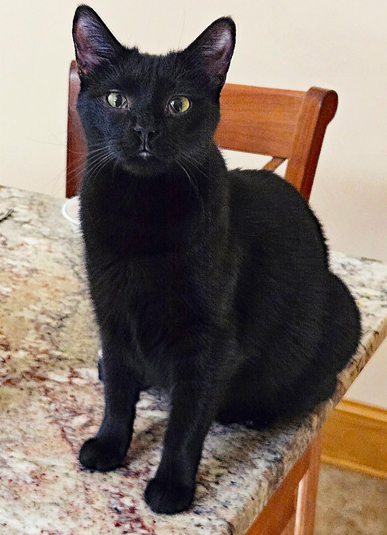 Rory, a Adoptable mixed breed in Marion, NC image 1/5