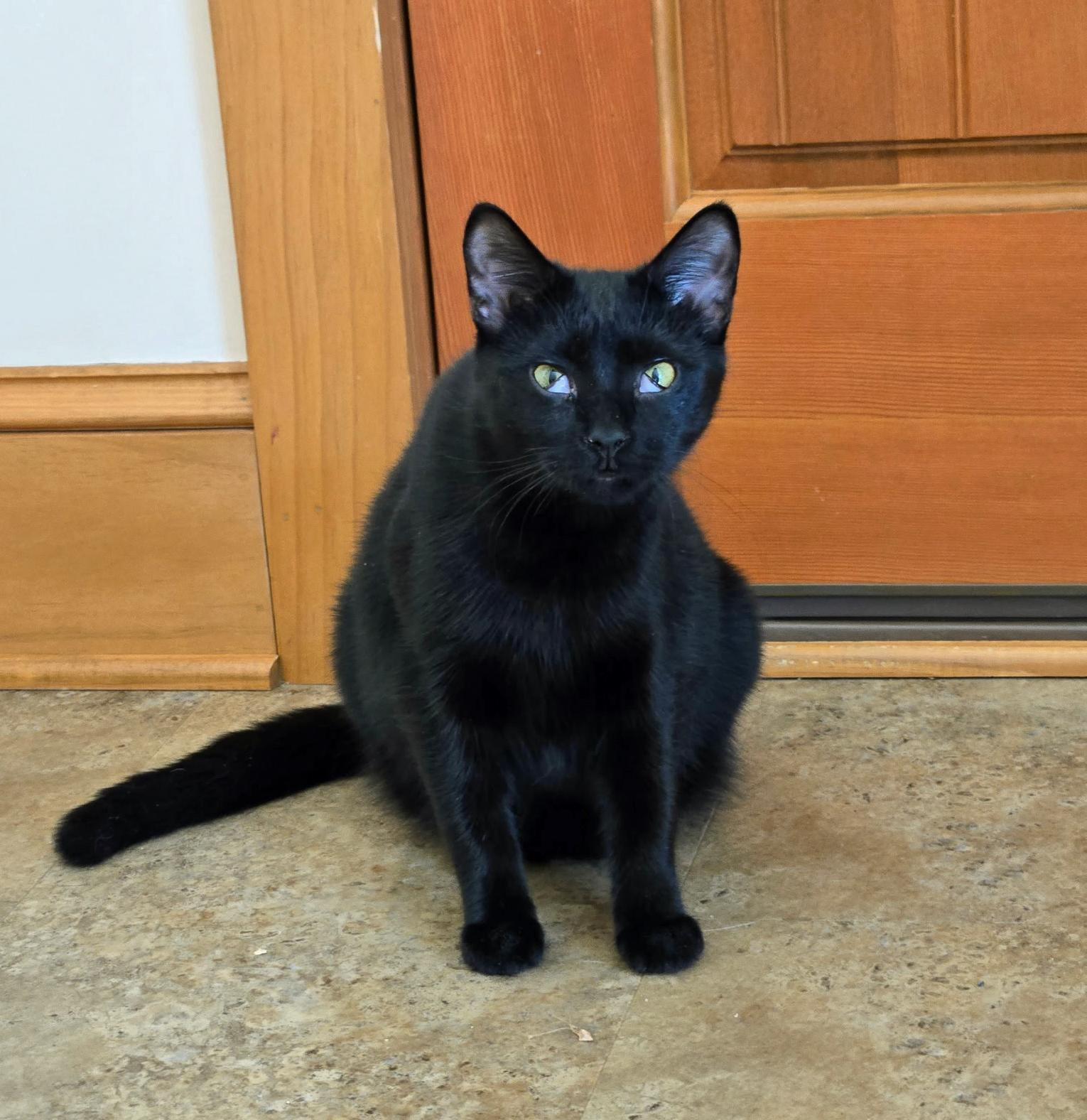 Rory, a Adoptable mixed breed in Marion, NC image 4/5