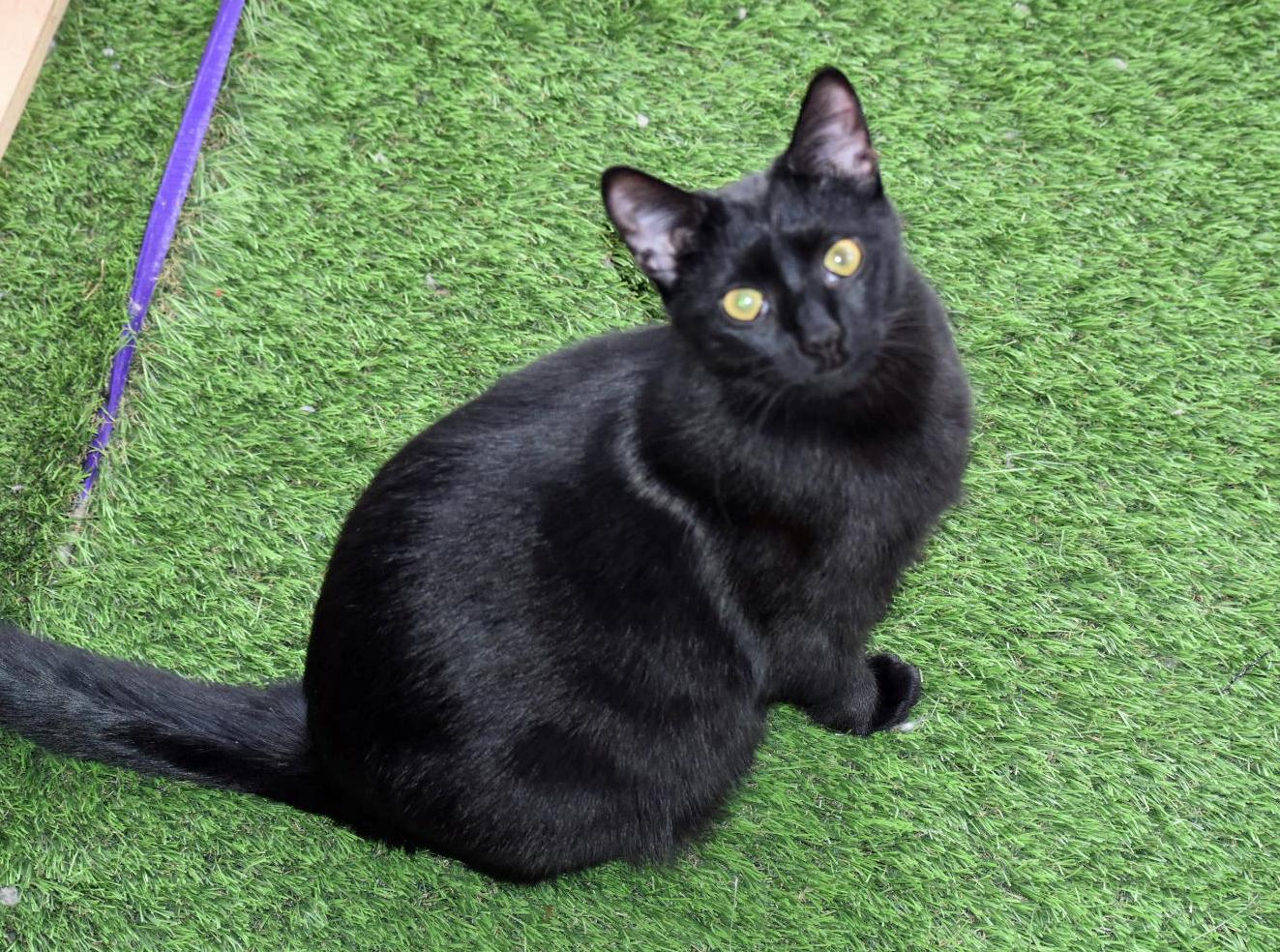 Rory, a Adoptable mixed breed in Marion, NC image 2/5