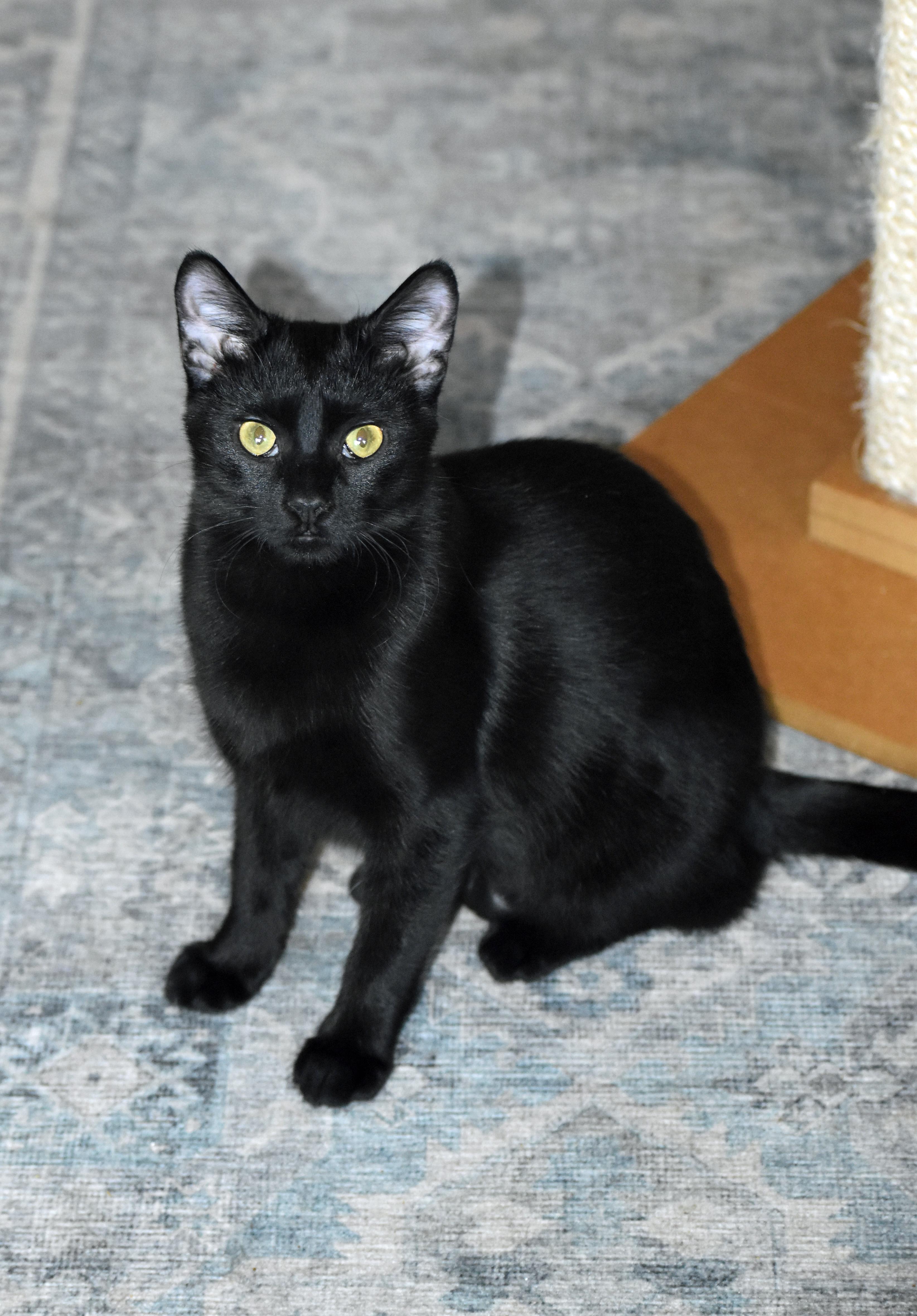 Rory, a Adoptable mixed breed in Marion, NC image 3/5