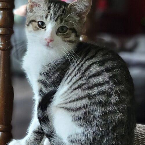 Mari Mercedes, Adoptable, Kitten Female Domestic Short Hair.