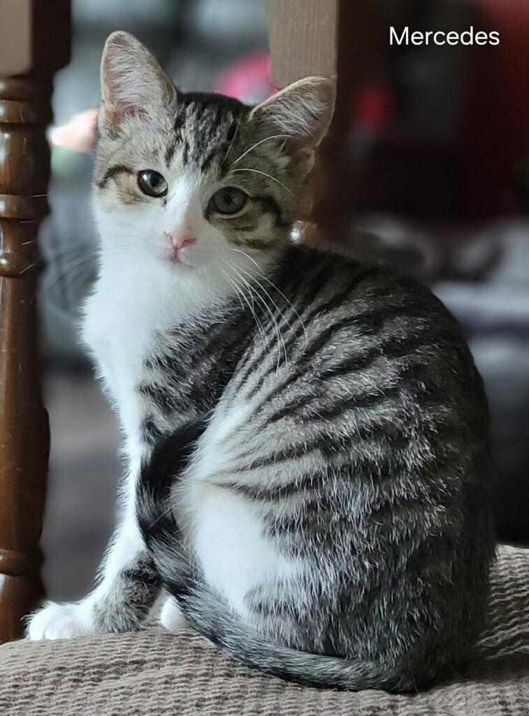 Mari Mercedes, a Adoptable Domestic Short Hair in Canal Winchester, OH image 2/3