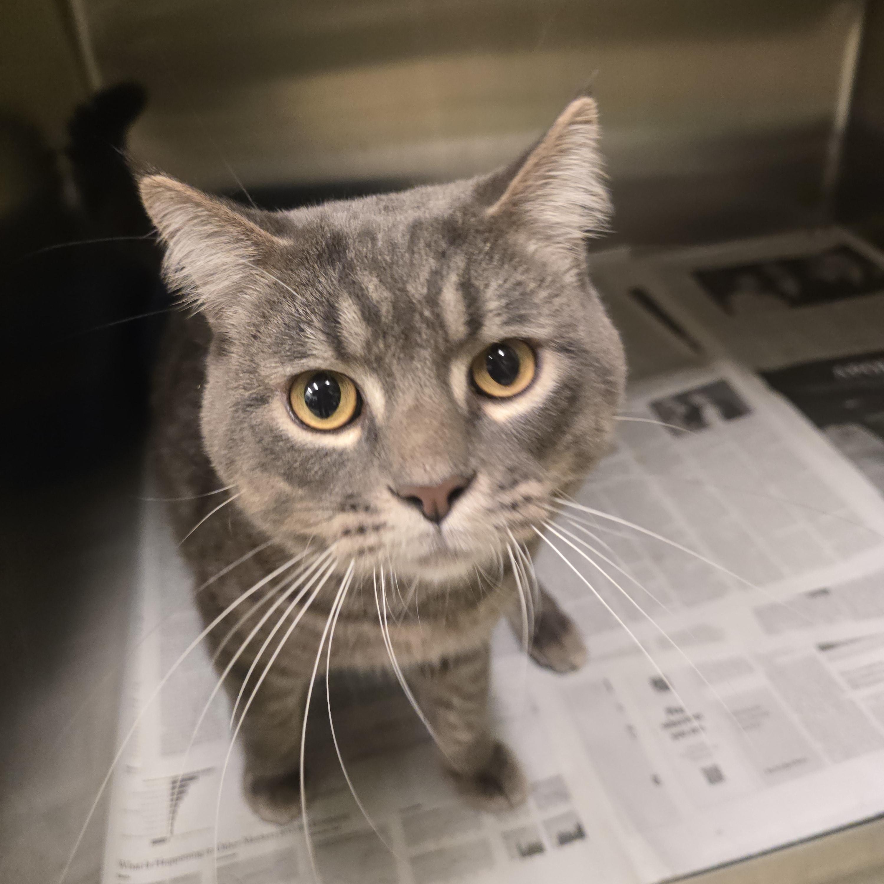 Dustin, Adopted, Adult Male Domestic Short Hair.
